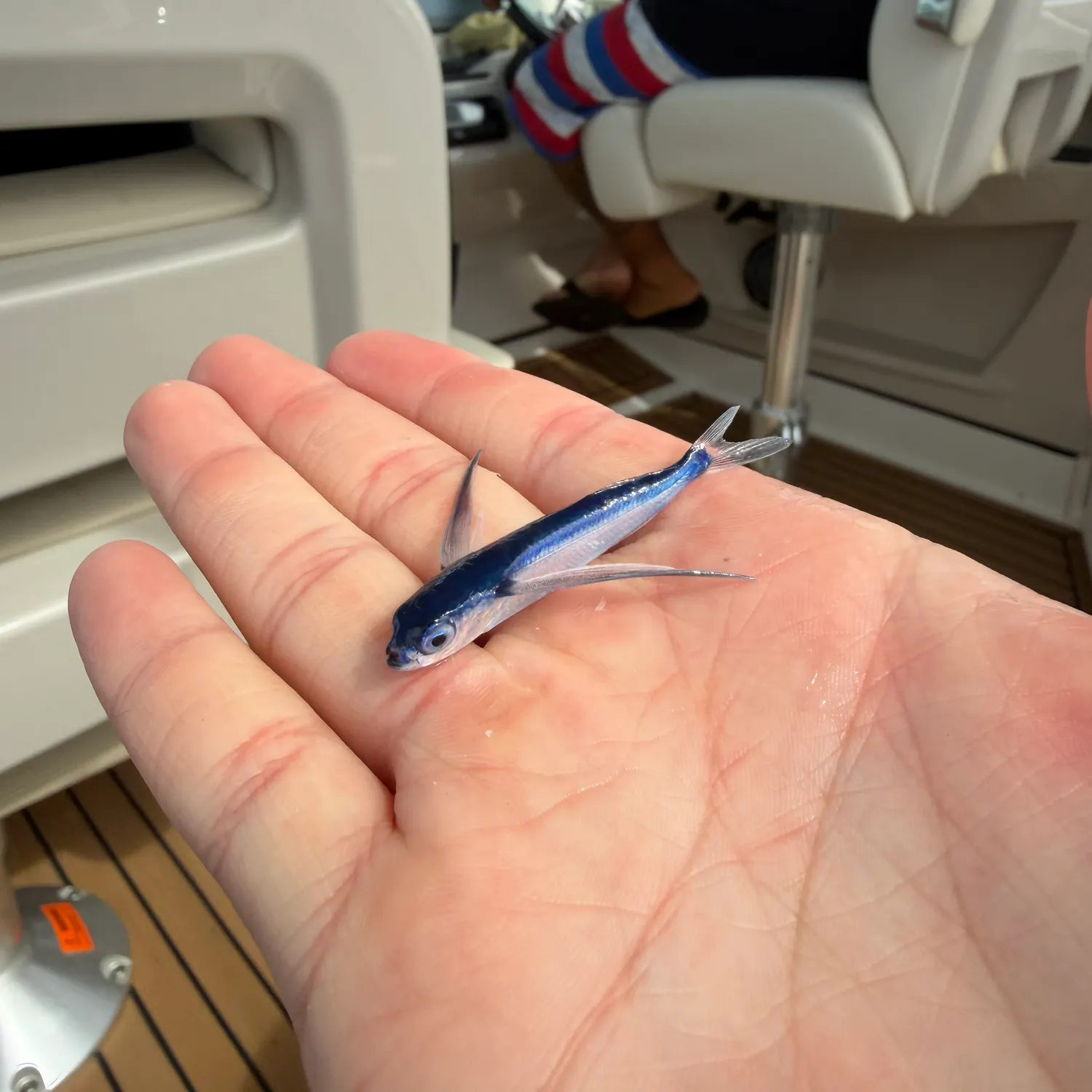 The most recent Sailfin flyingfish catches on Fishbrain