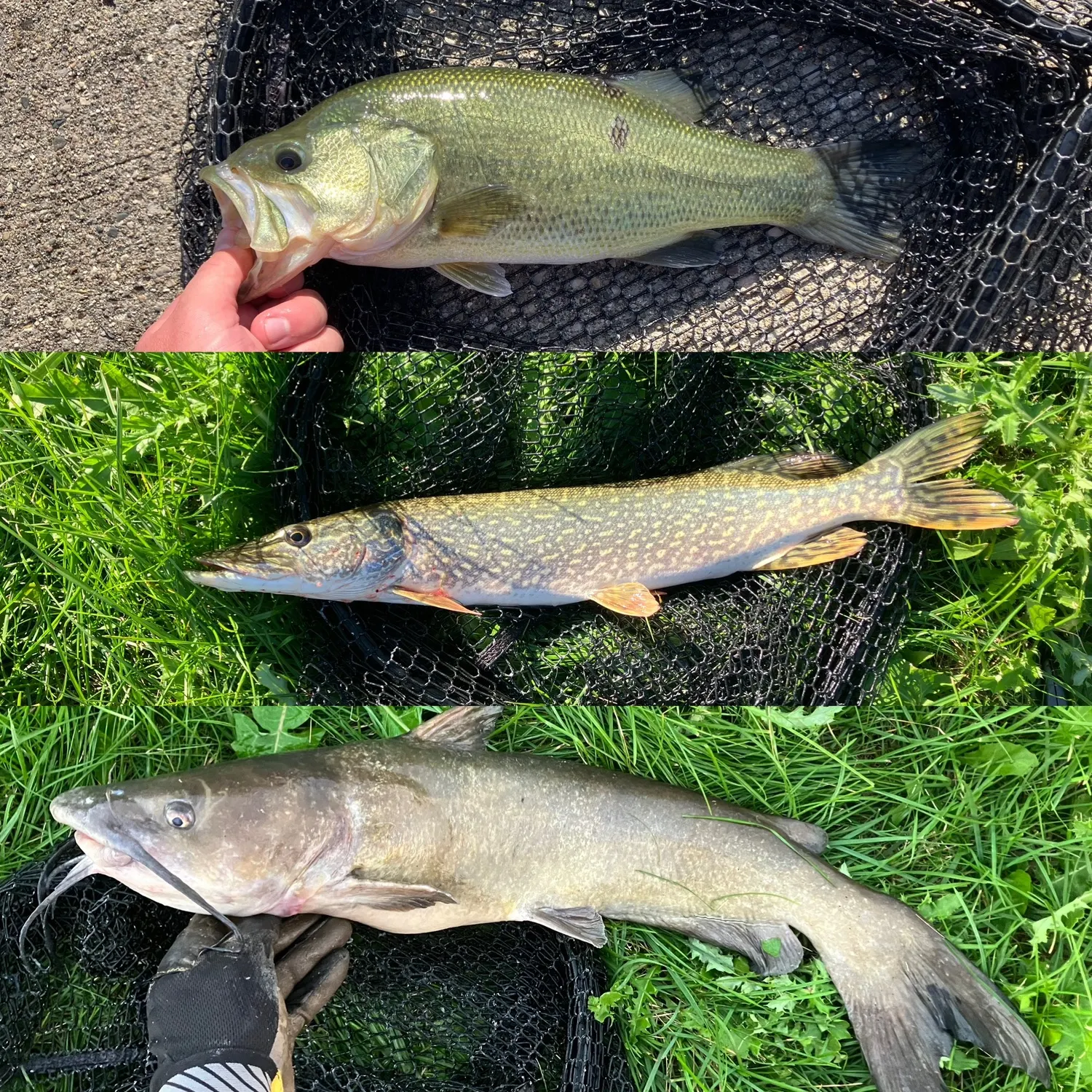 Channel catfish caught on Fishbrain