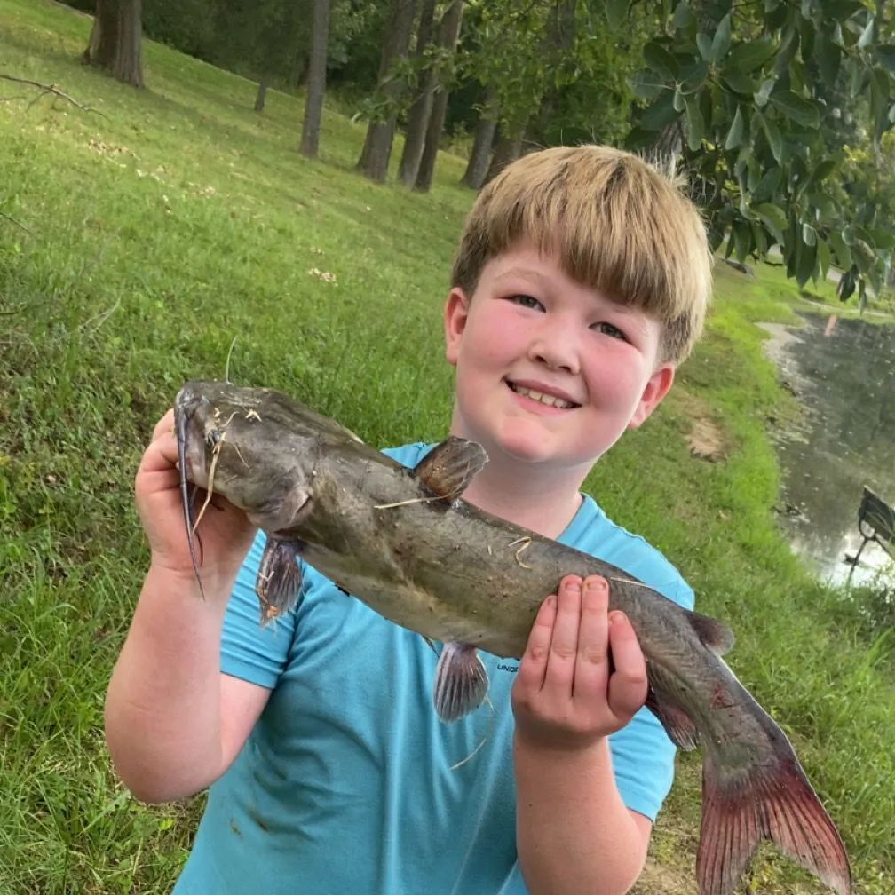 Channel catfish caught on Fishbrain