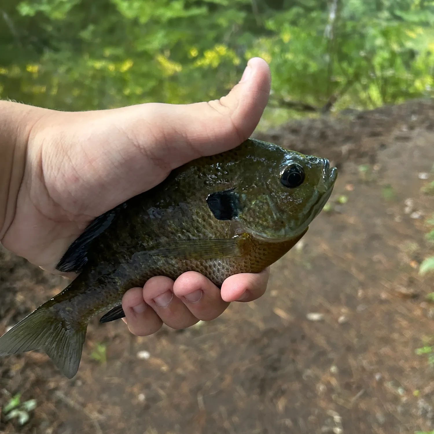 Bluegill caught on Fishbrain