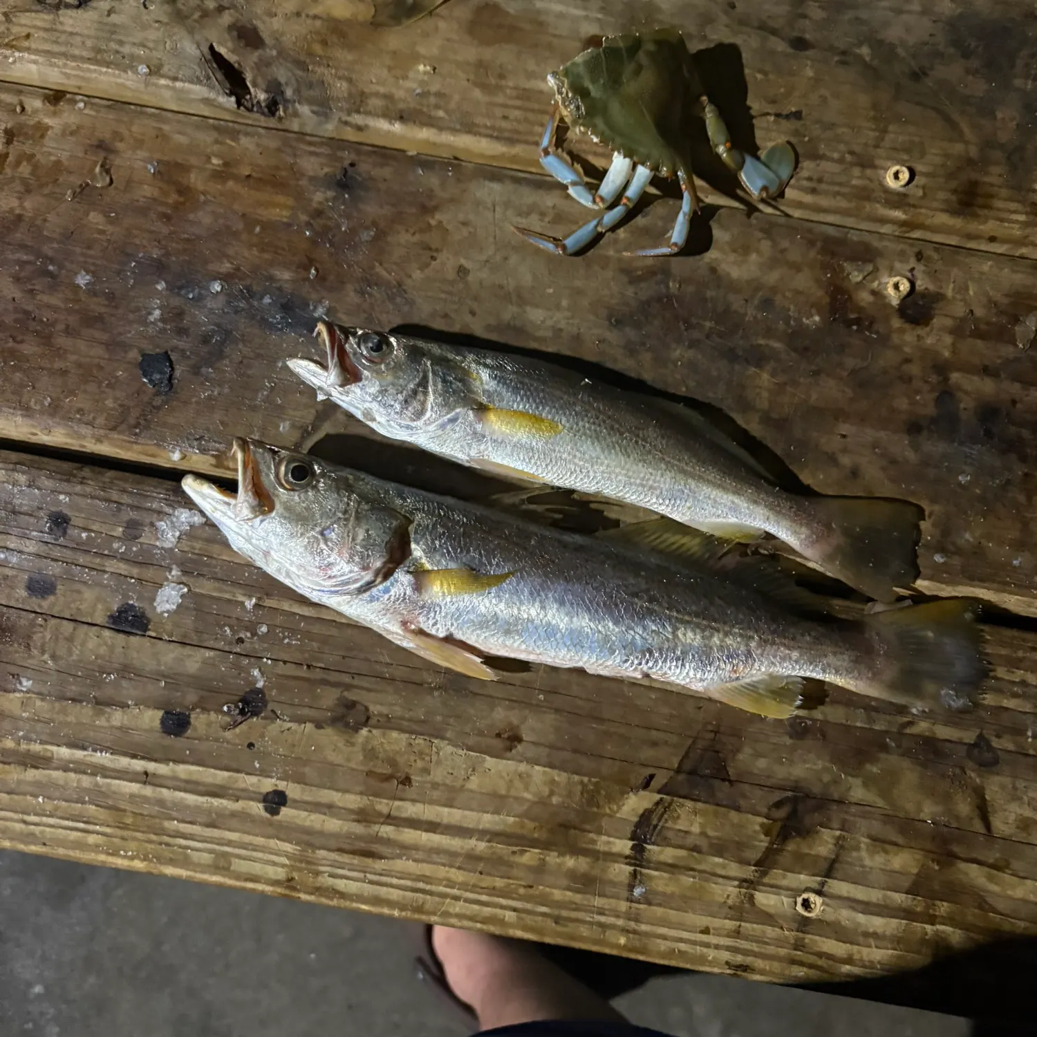 recently logged catches