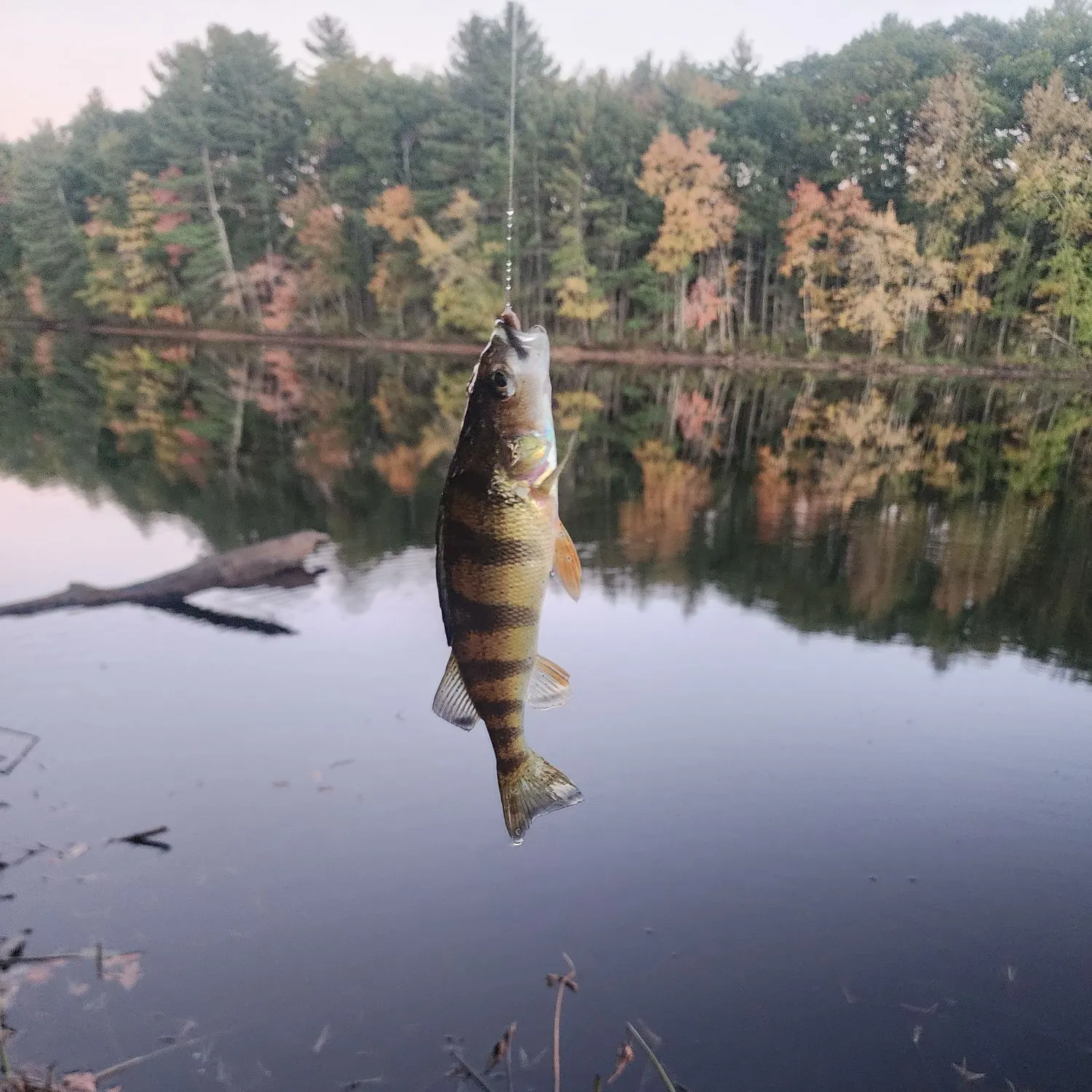 Yellow perch caught on Fishbrain