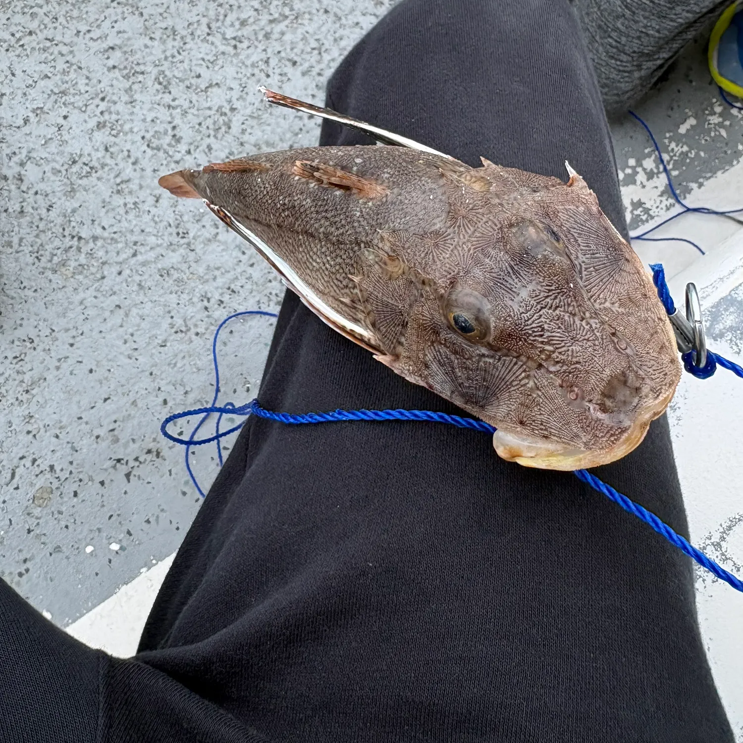 The most recent Striped searobin catches on Fishbrain