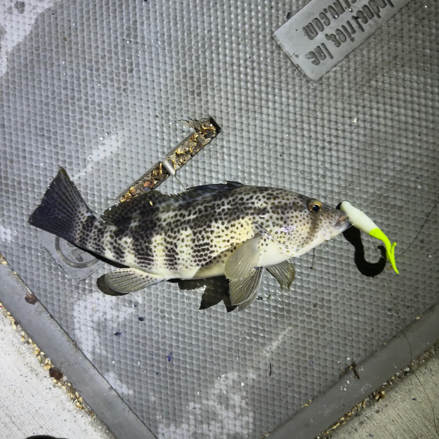The most recent Spotted sand bass catches on Fishbrain