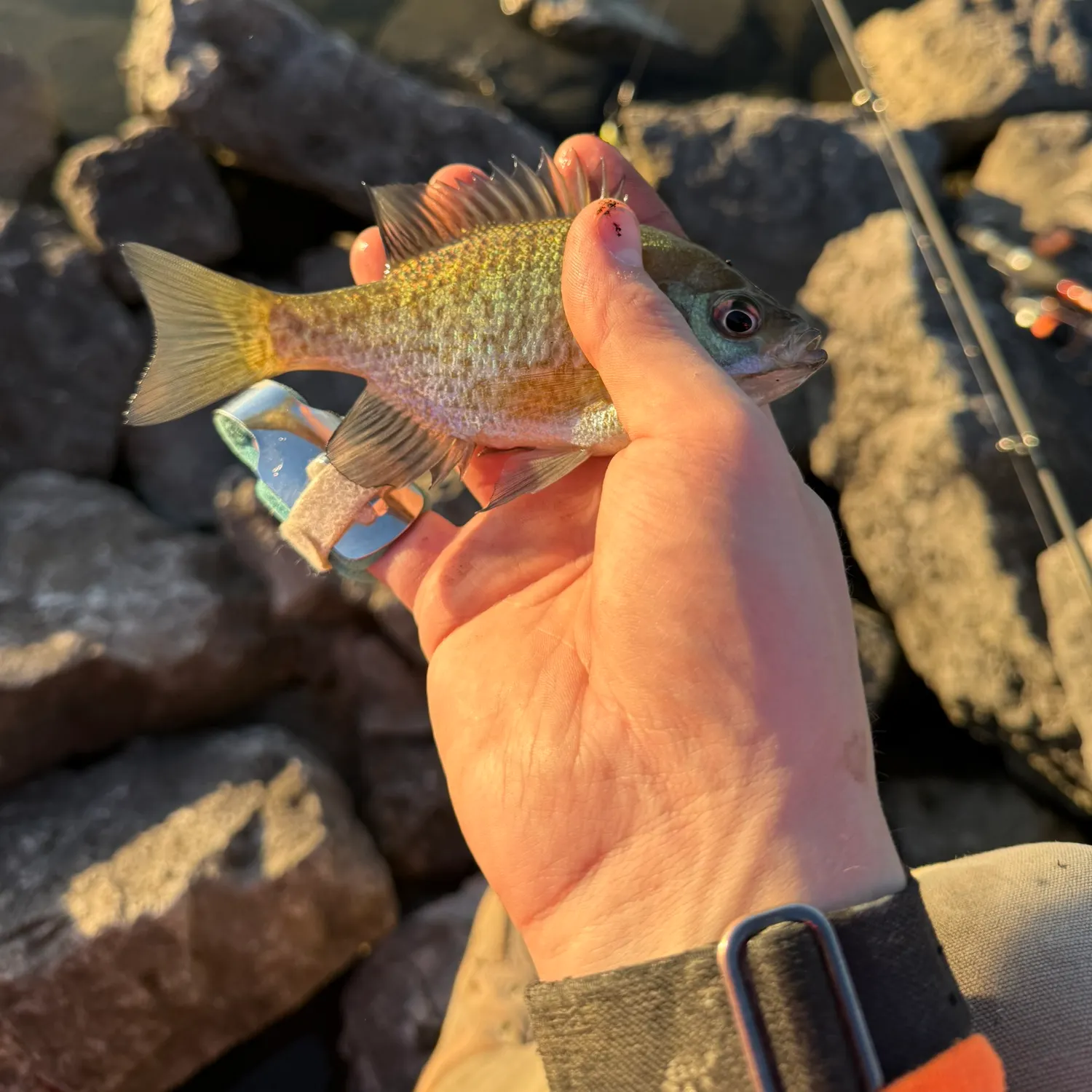 Bluegill caught on Fishbrain