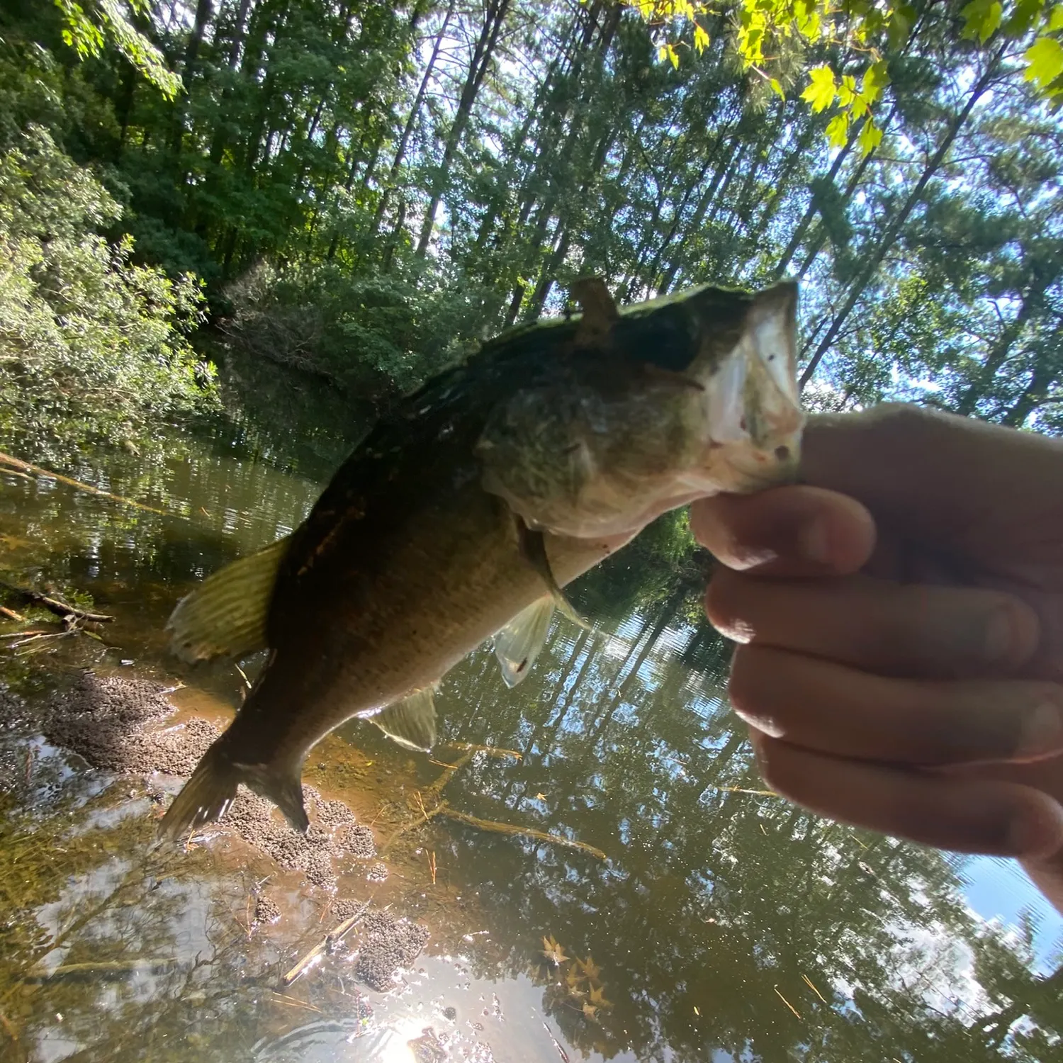 Largemouth bass caught on Fishbrain