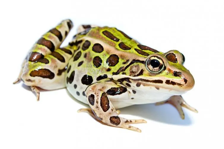 Frogs