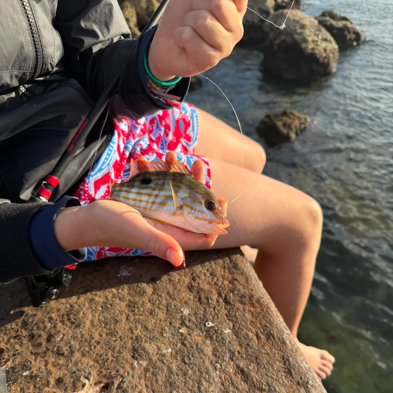 The most recent Lane snapper catches on Fishbrain