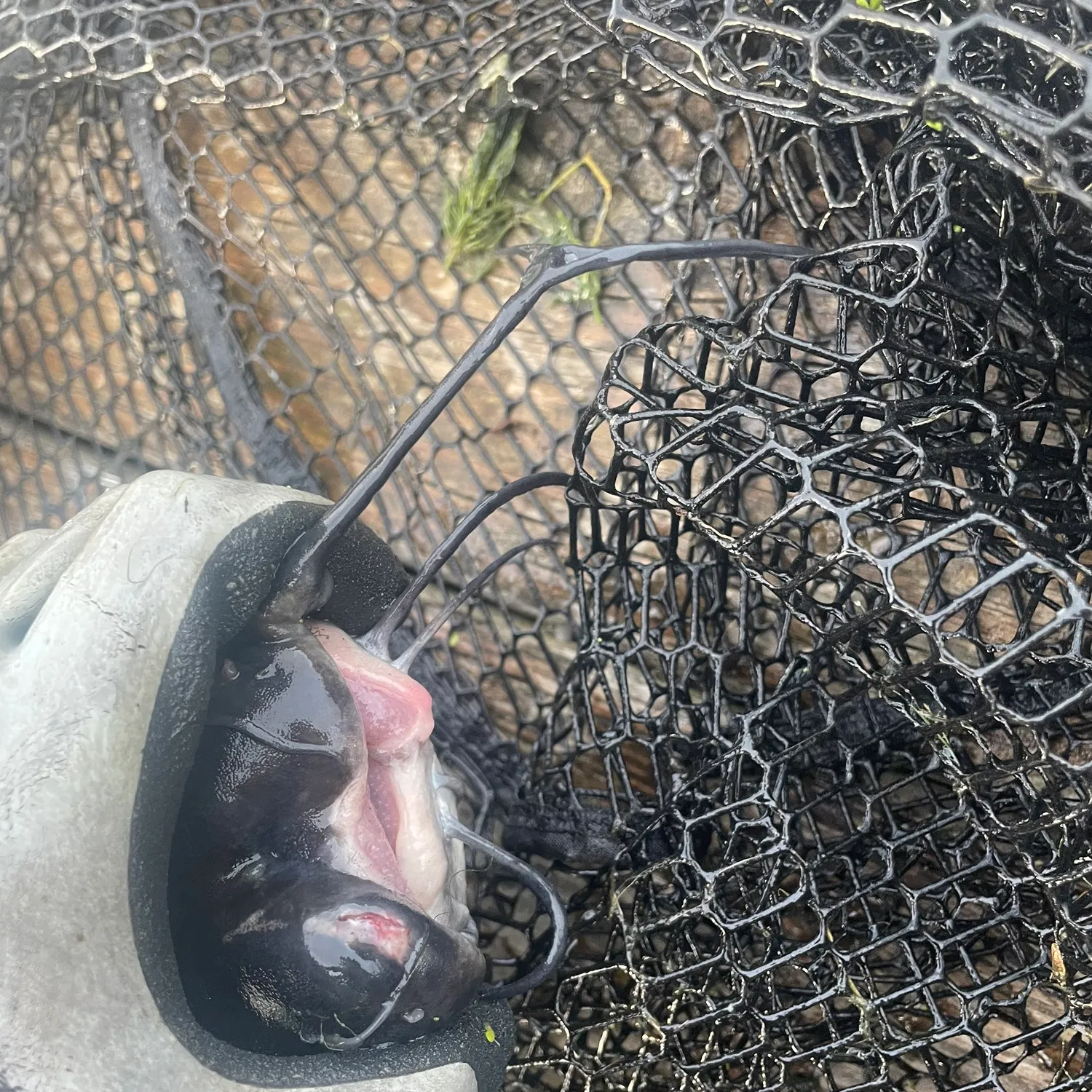 Channel catfish caught on Fishbrain