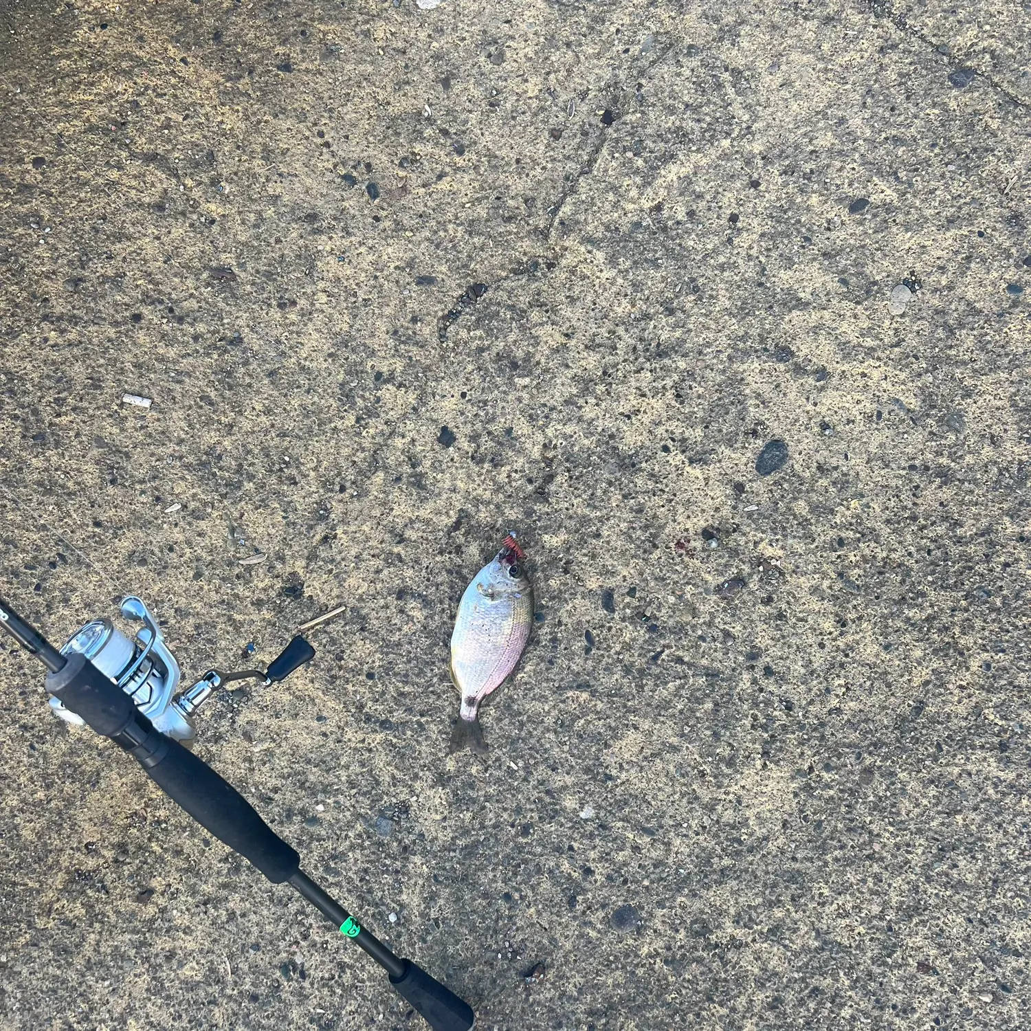 Fish caught on Fishbrain