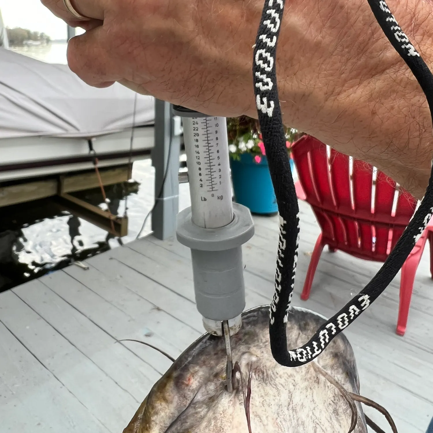 The most recent Flathead catfish catches on Fishbrain