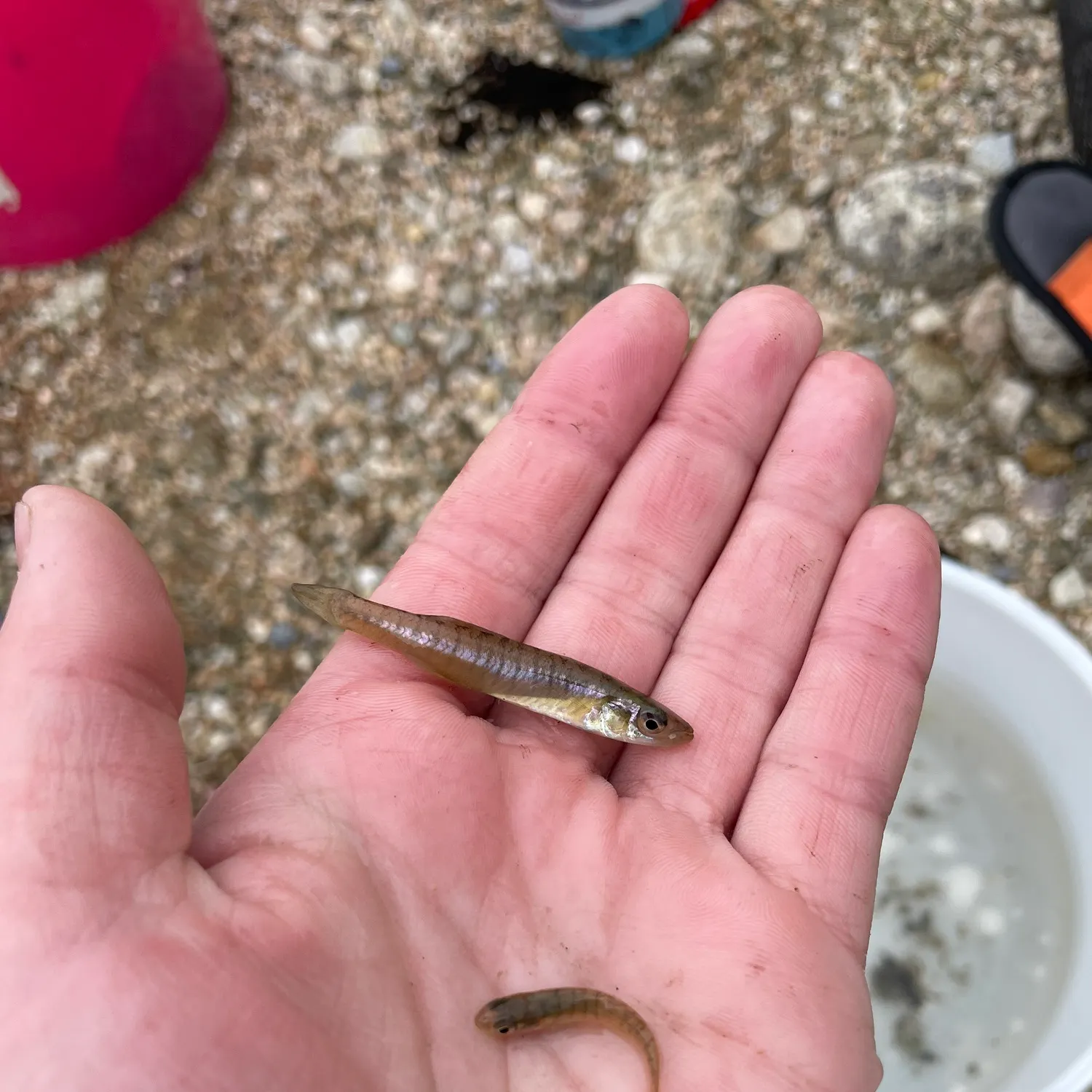 The most recent Banded killifish catches on Fishbrain