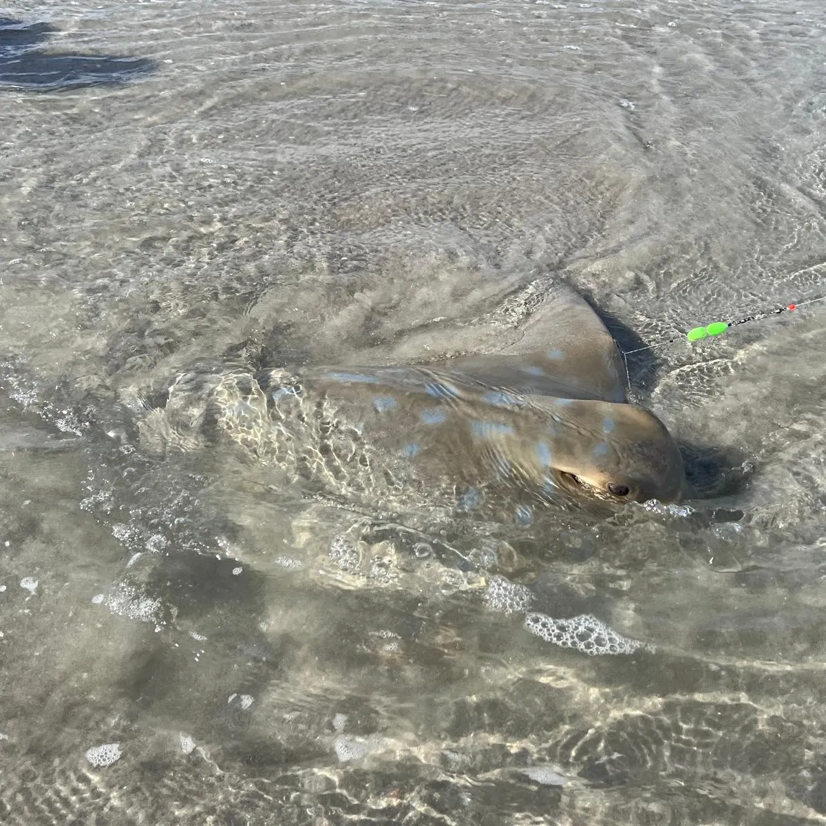 The most recent Bluespotted ribbontail ray catches on Fishbrain
