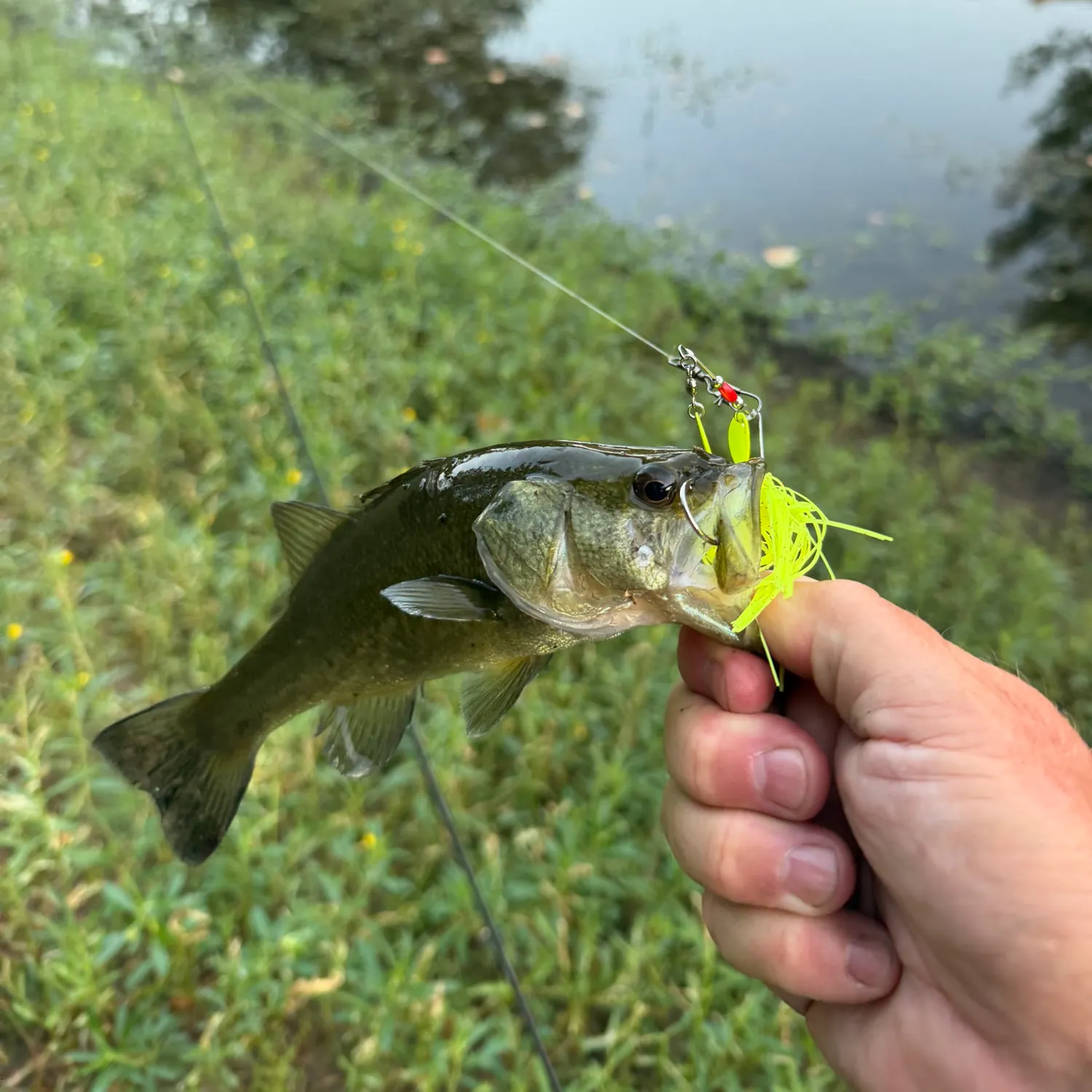 Largemouth bass caught on Fishbrain