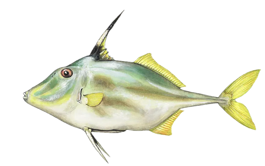 Short-nosed tripodfish