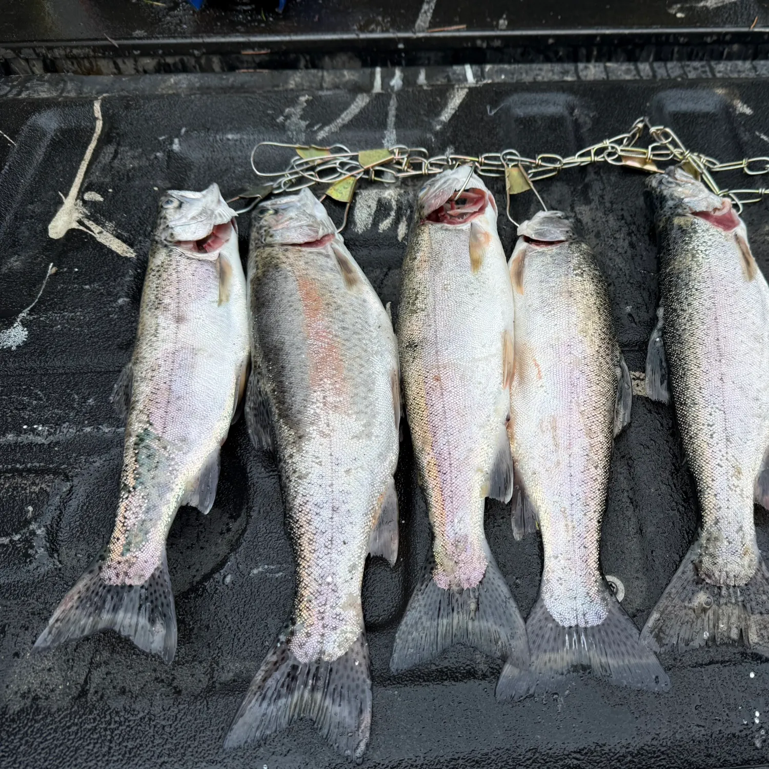 Rainbow trout caught on Fishbrain