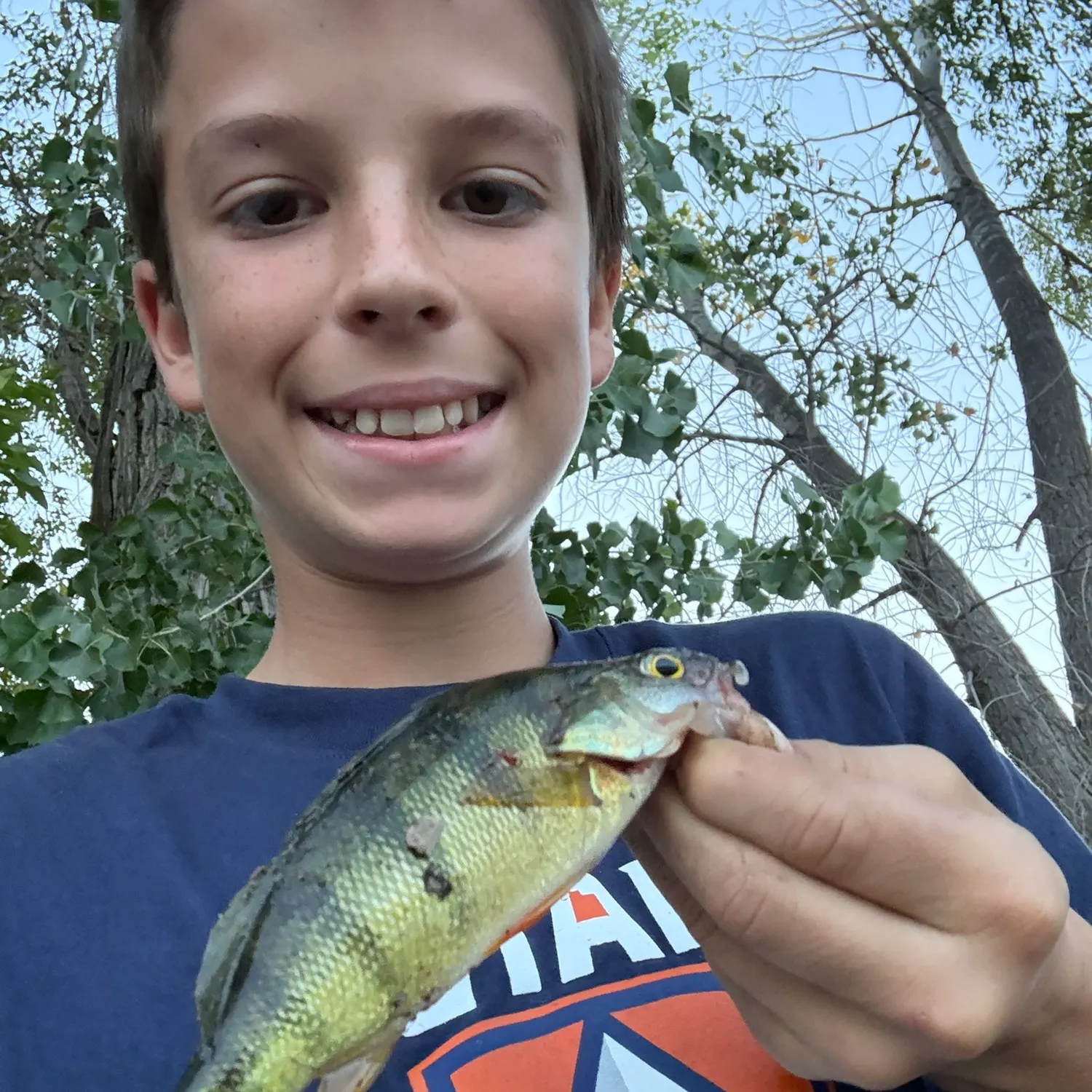 Yellow perch caught on Fishbrain