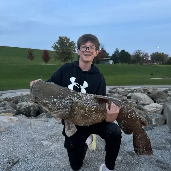 Flathead catfish caught on Fishbrain