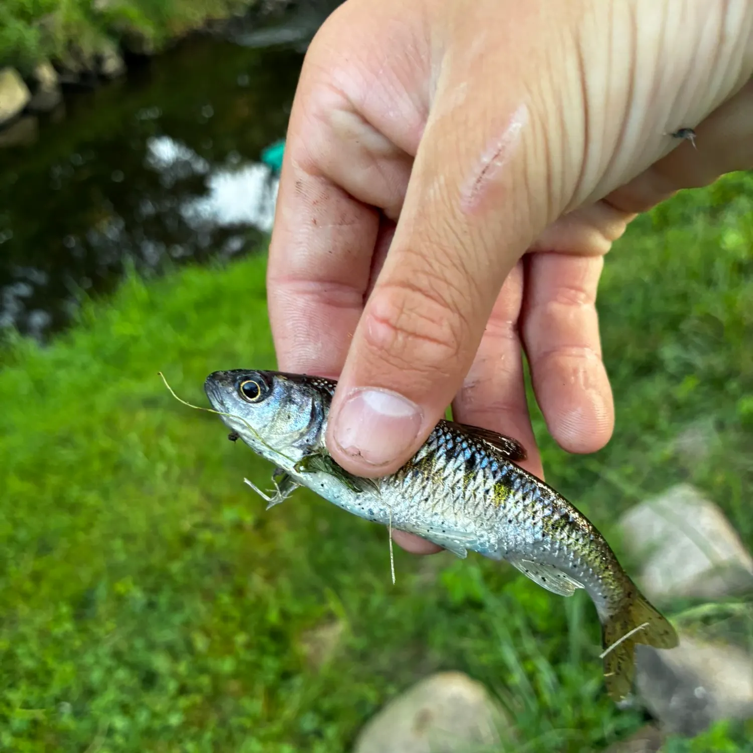 The most recent Common shiner catches on Fishbrain