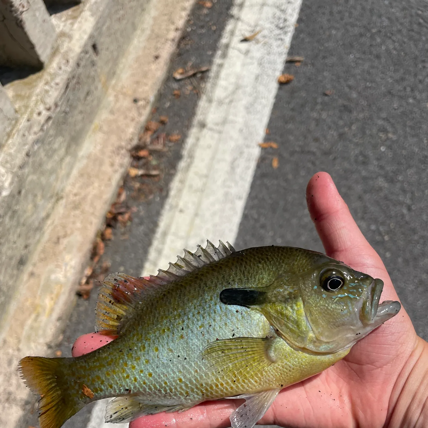 Redbreast sunfish caught on Fishbrain