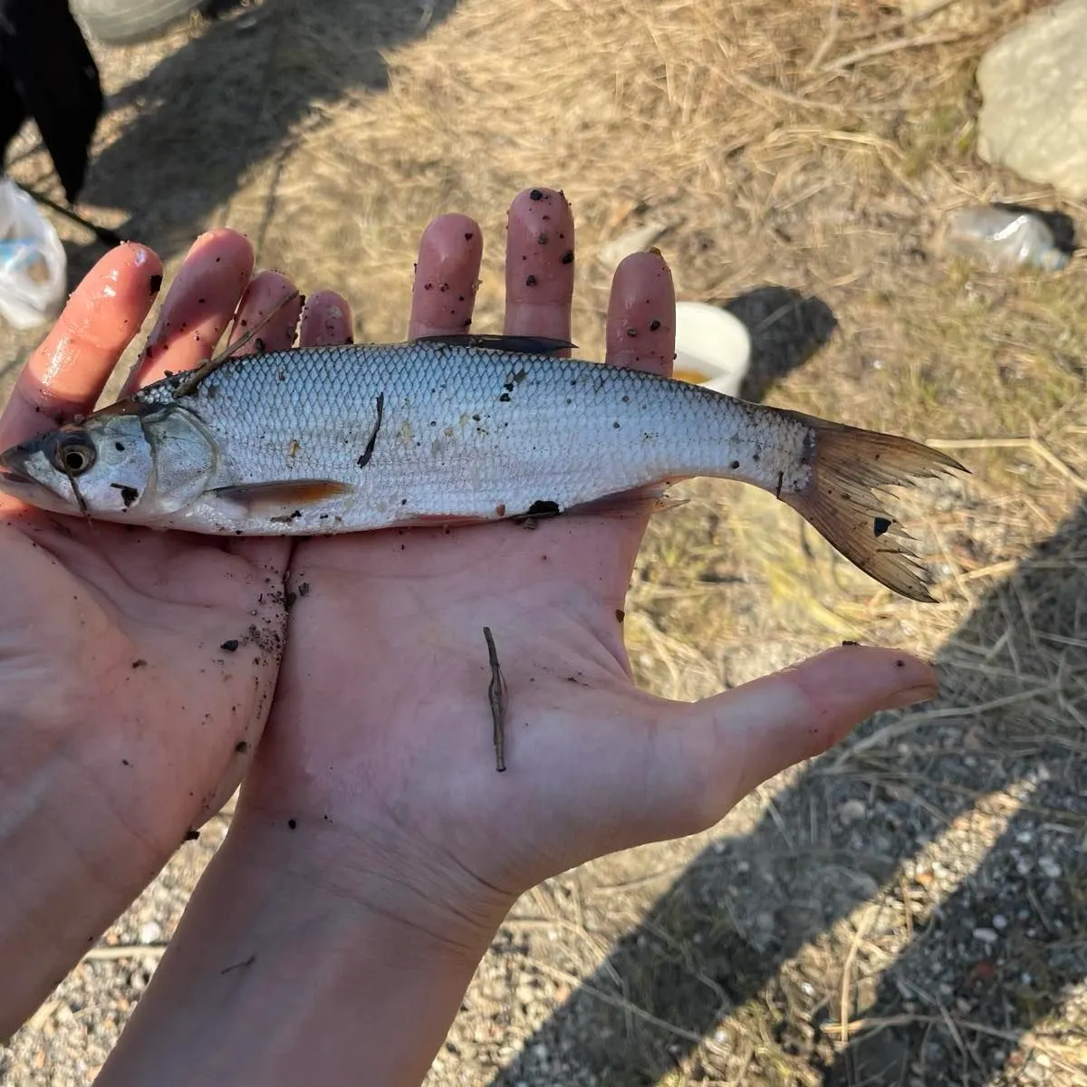 The most recent Asp catches on Fishbrain