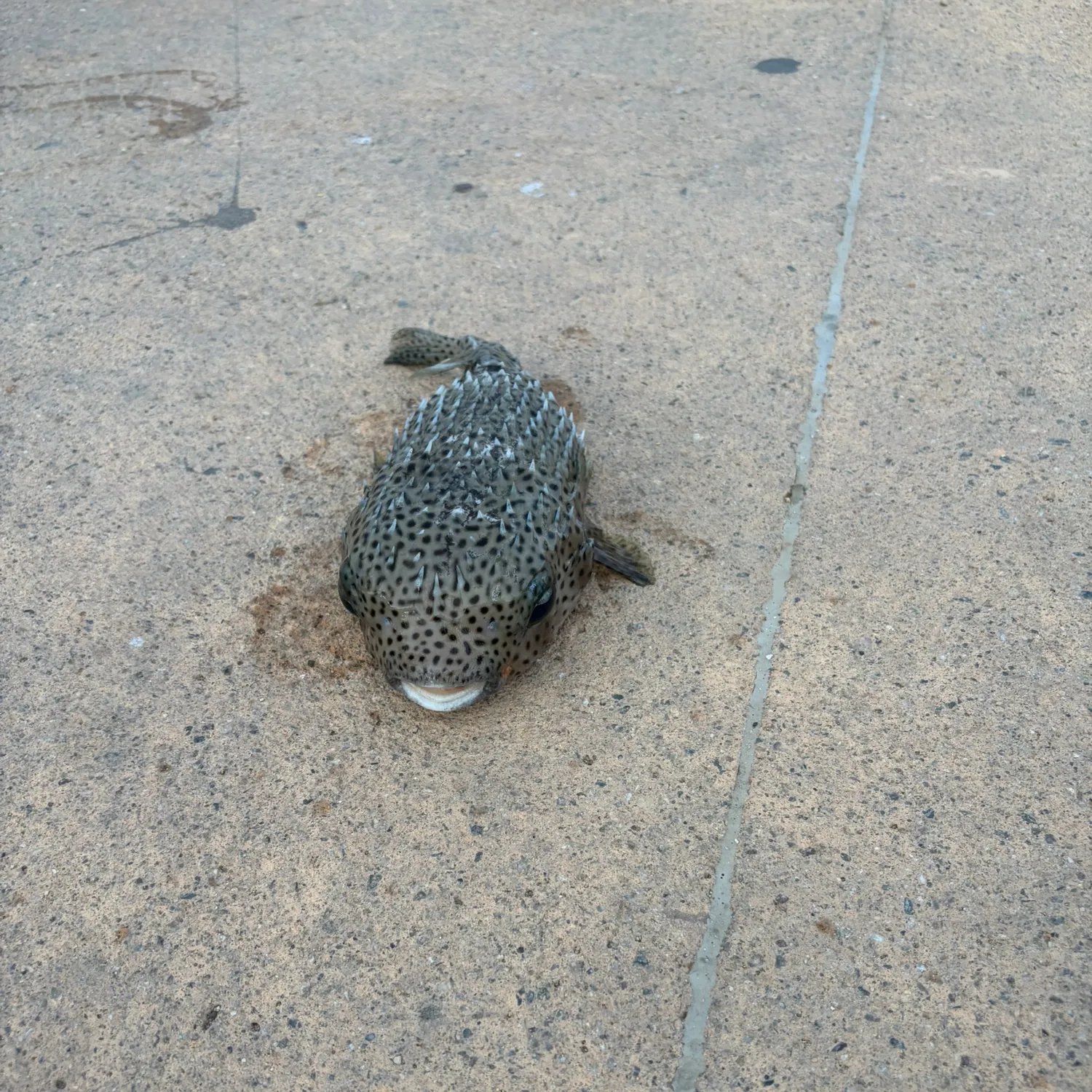 The most recent Spot-fin porcupinefish catches on Fishbrain