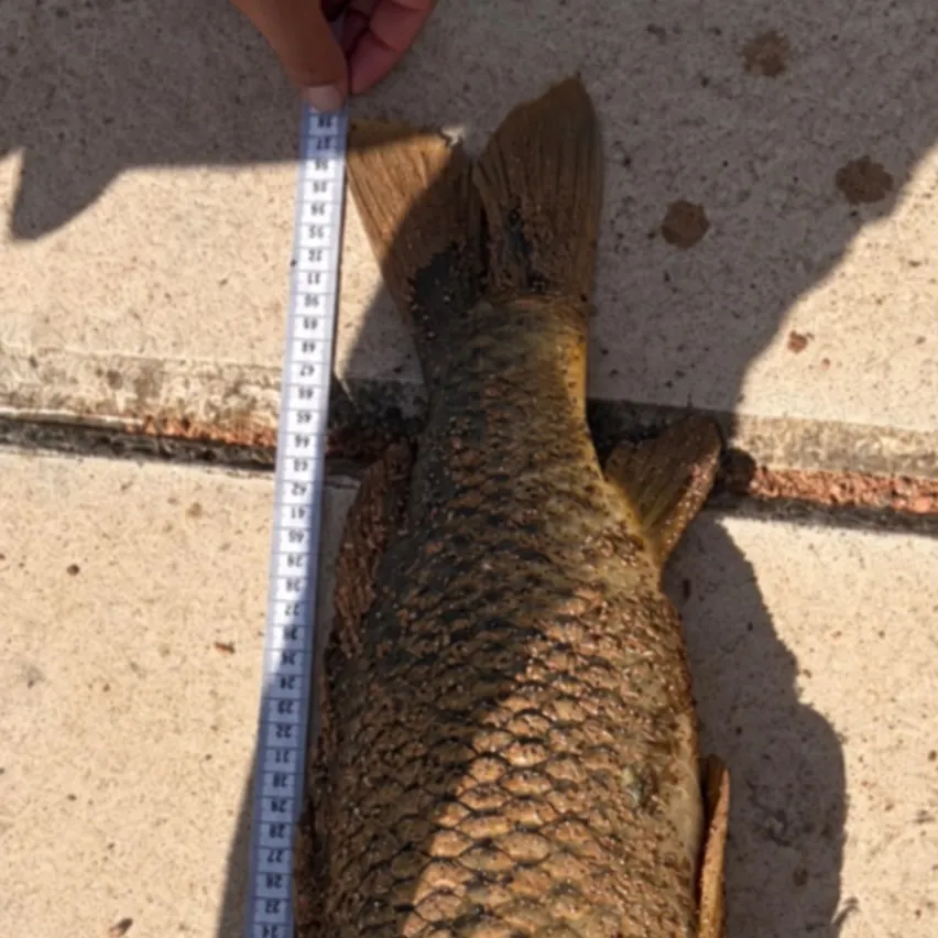 Common carp caught on Fishbrain