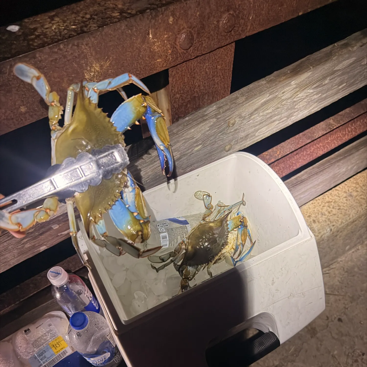 Blue crab caught on Fishbrain