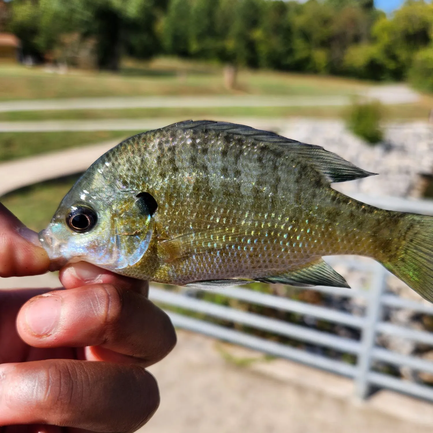 Bluegill caught on Fishbrain