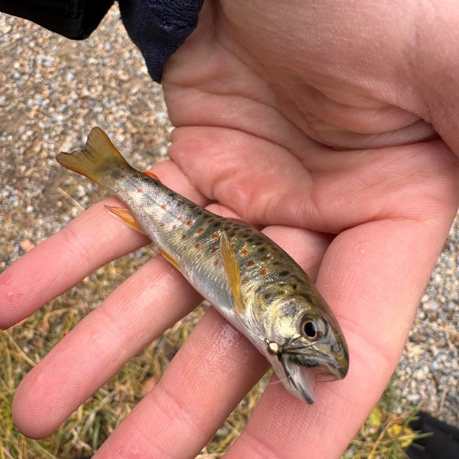 Brown trout caught on Fishbrain