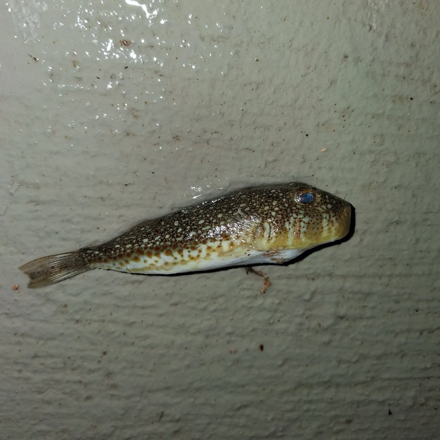 The most recent Silver-cheeked toadfish catches on Fishbrain
