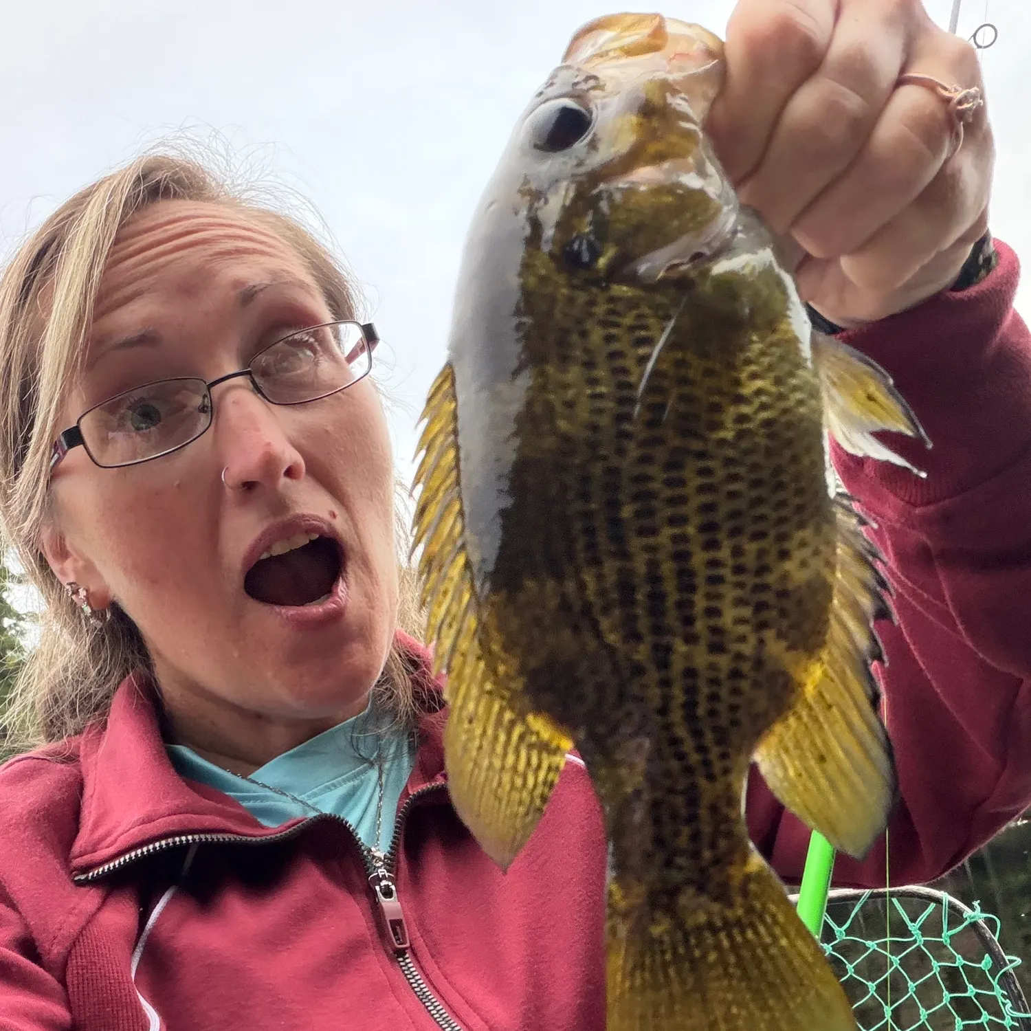 Rock bass caught on Fishbrain