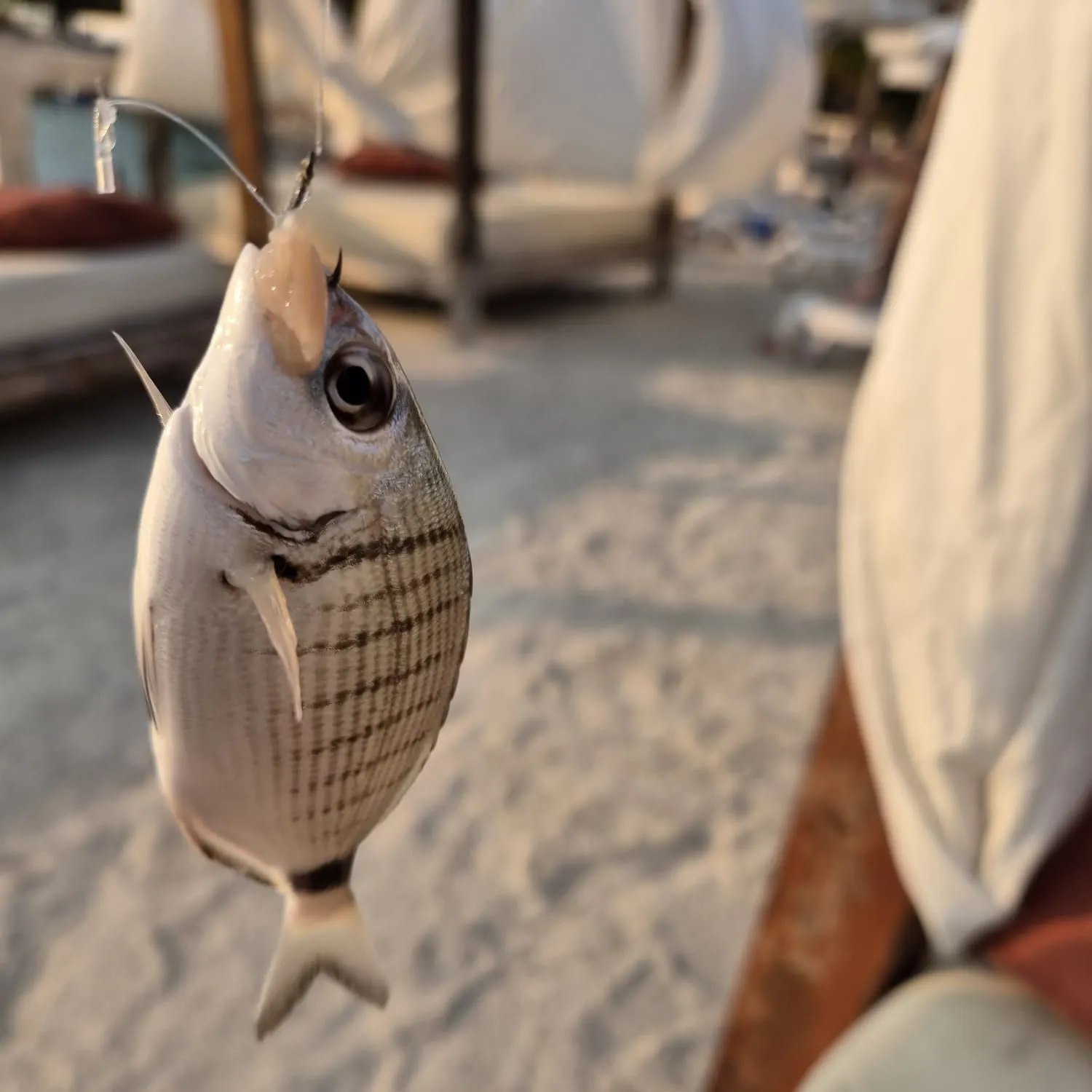 The most recent Sharpsnout seabream catches on Fishbrain