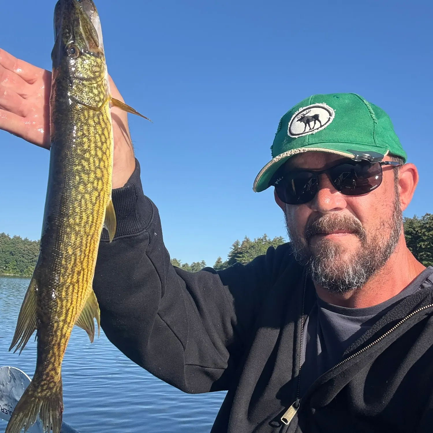 Chain pickerel caught on Fishbrain