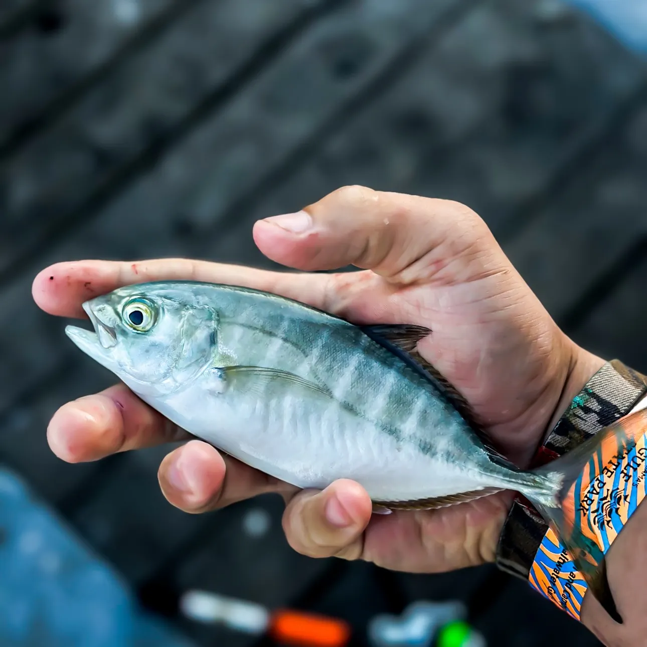 The most recent Blue runner catches on Fishbrain