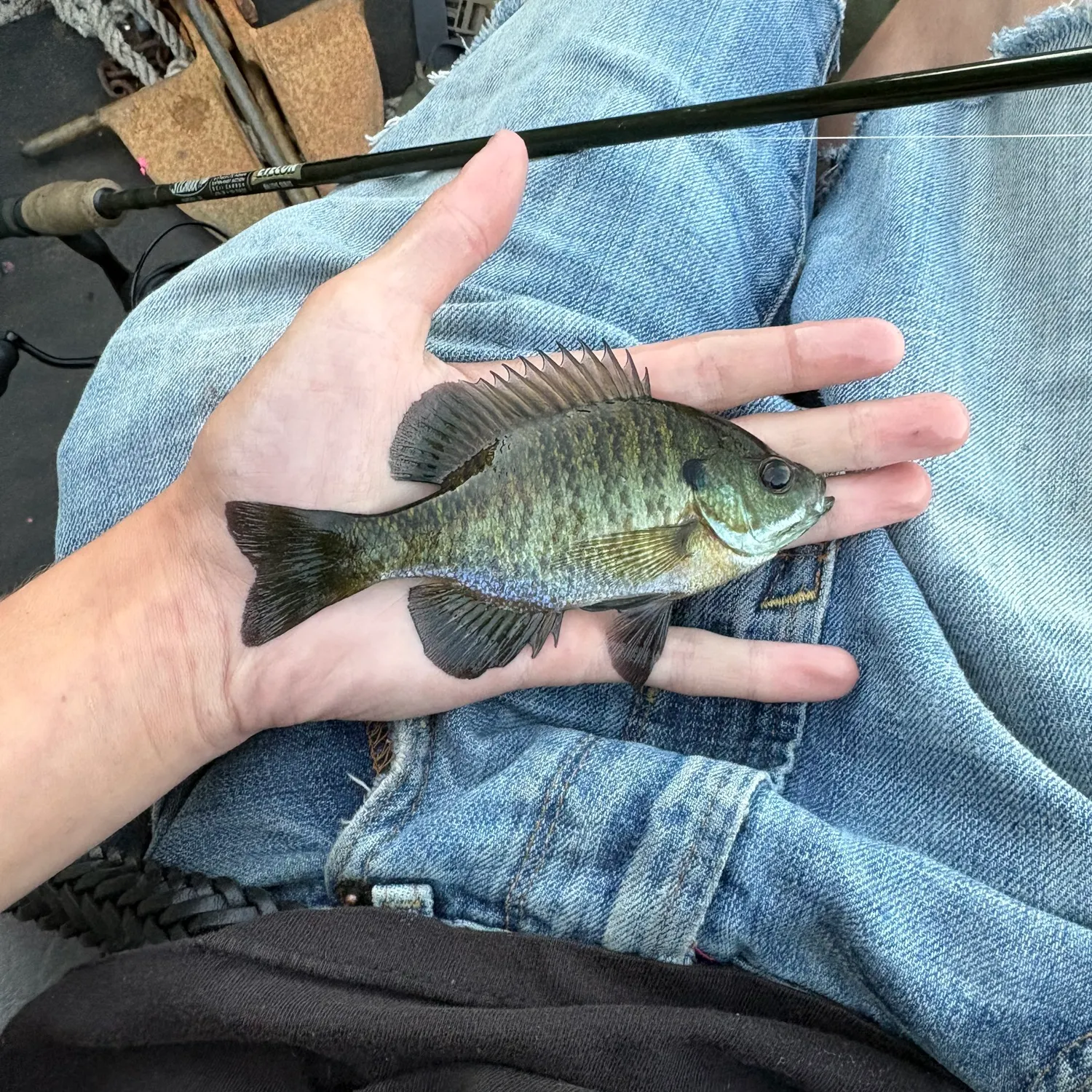Bluegill caught on Fishbrain