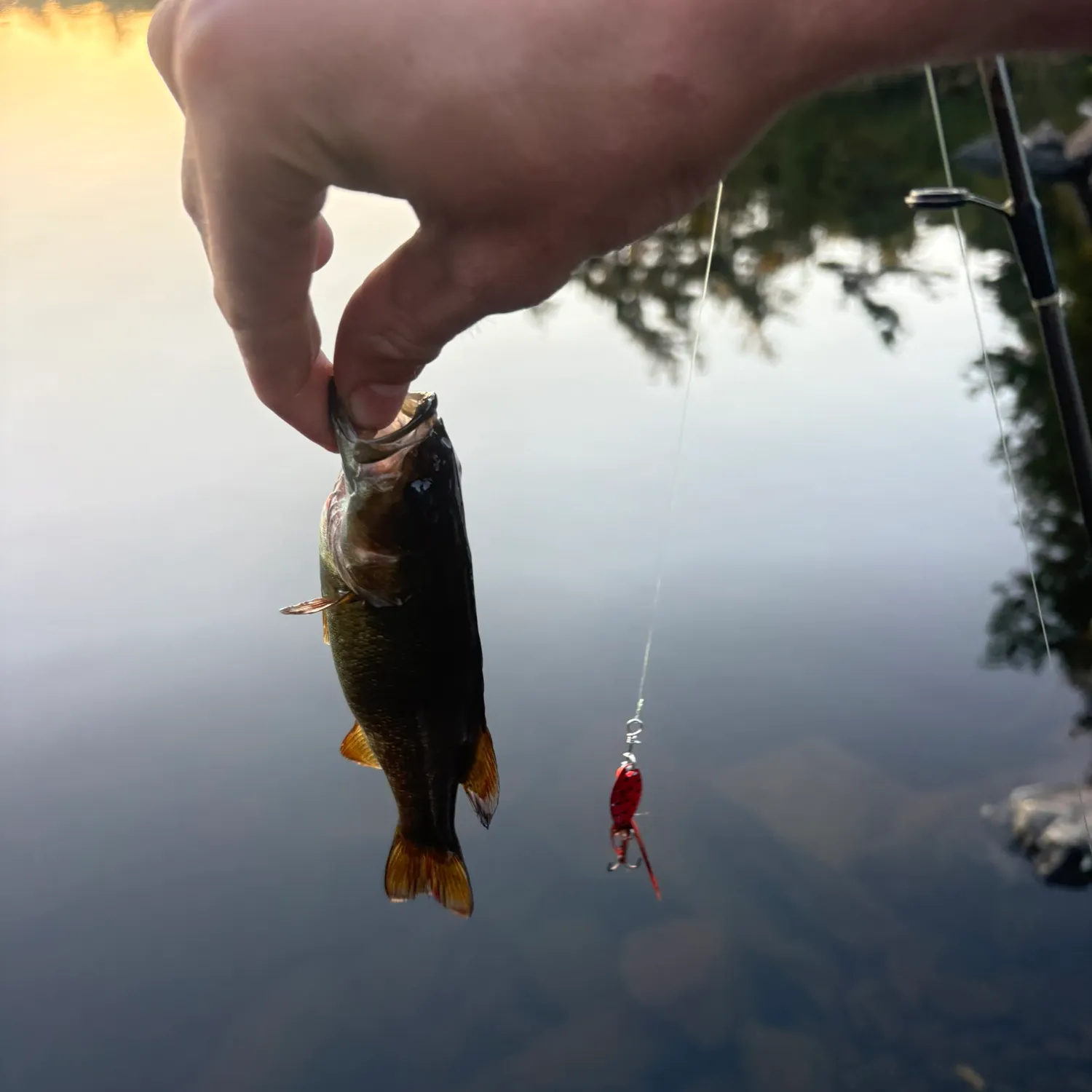 Smallmouth bass caught on Fishbrain