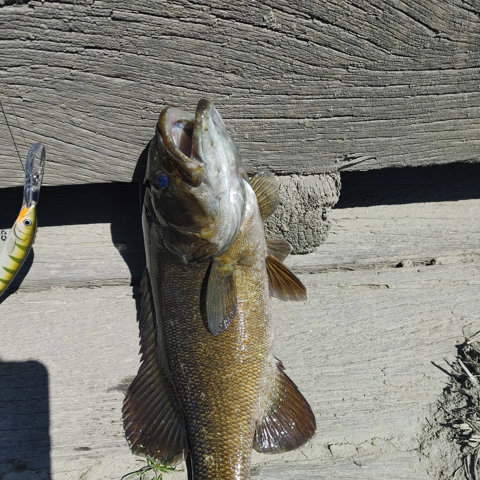 Smallmouth bass caught on Fishbrain