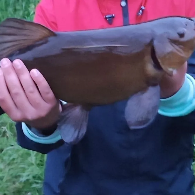 The most recent Tench catches on Fishbrain