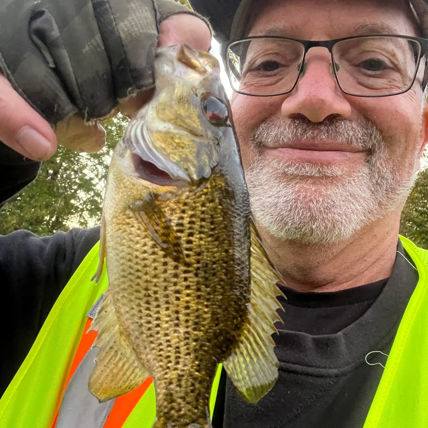Rock bass caught on Fishbrain