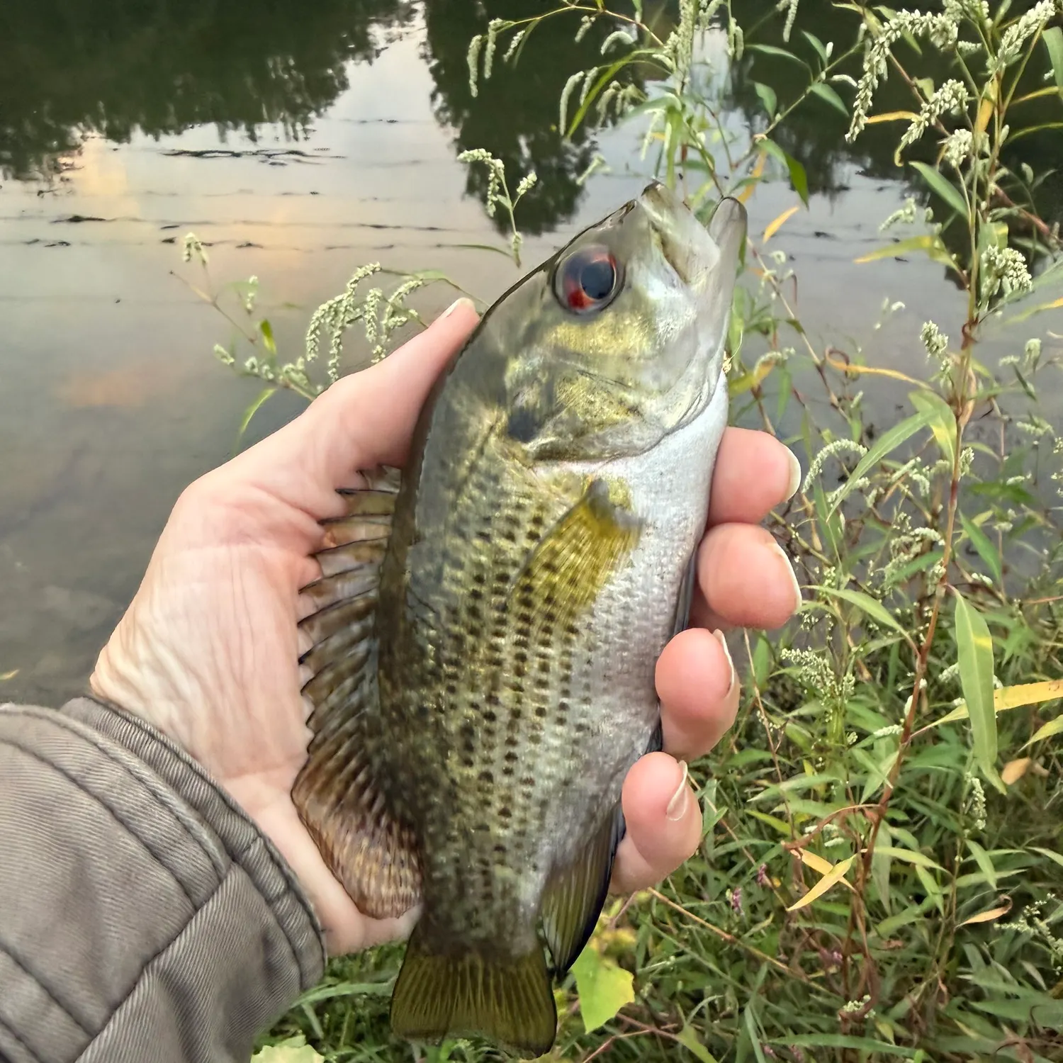 Rock bass caught on Fishbrain