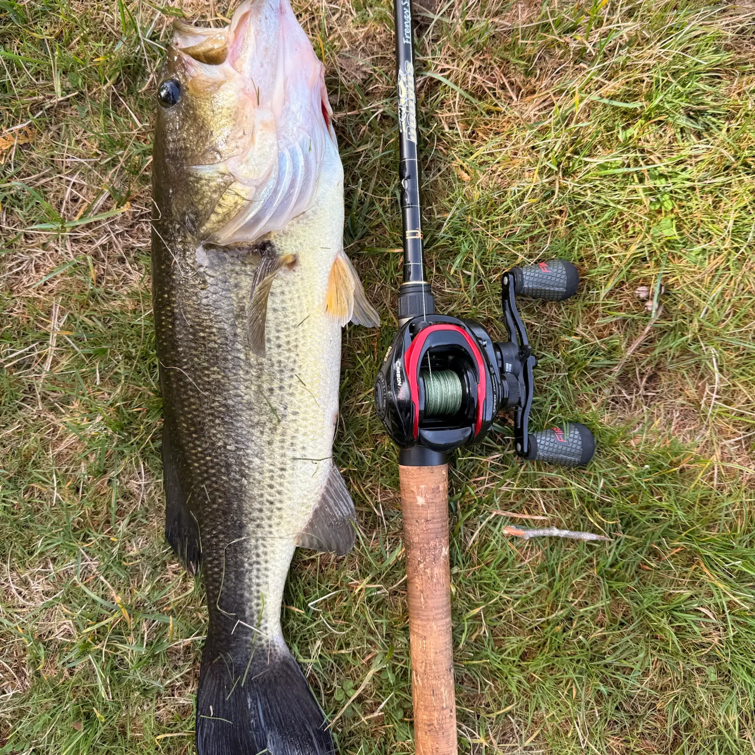 Largemouth bass caught on Fishbrain