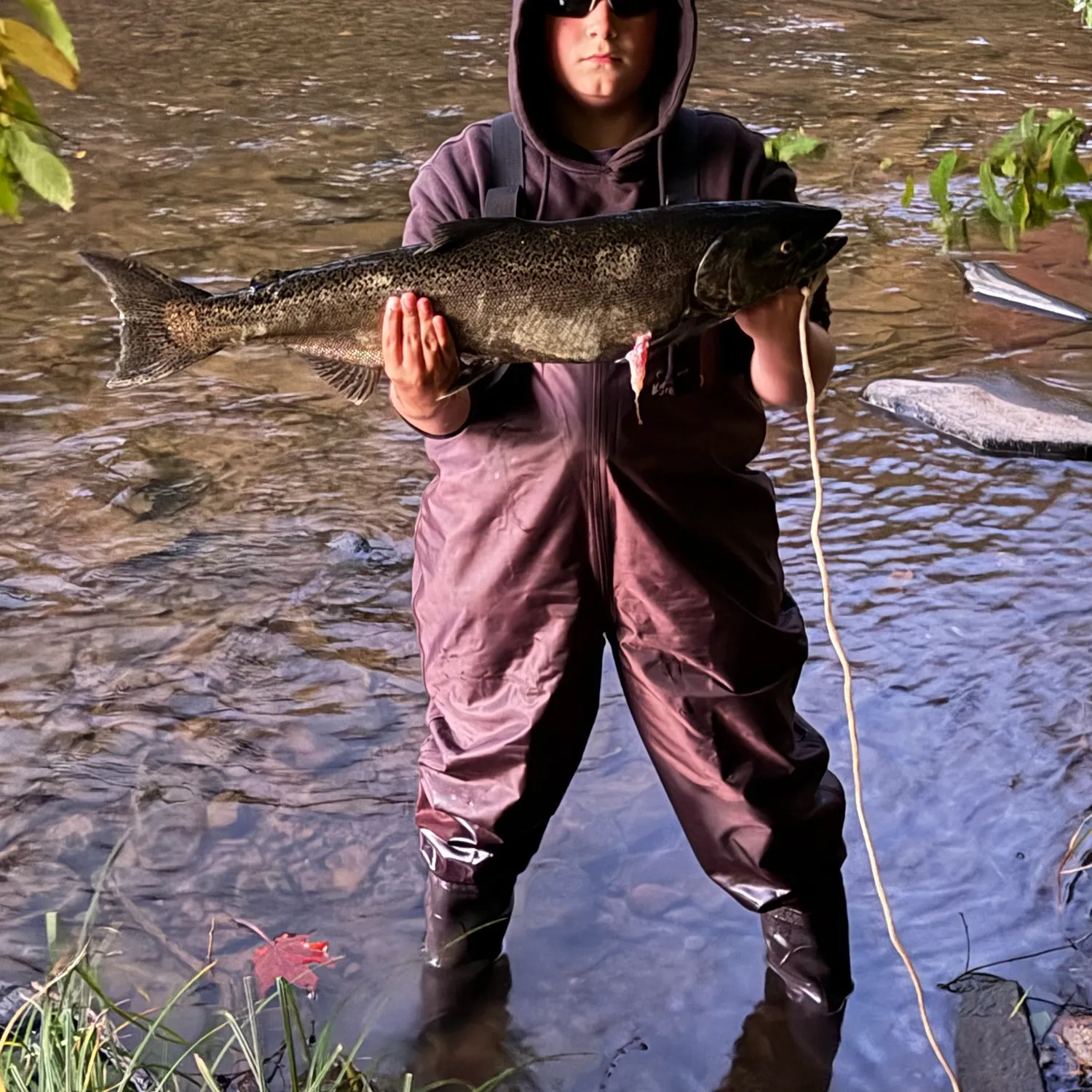 Chinook salmon caught on Fishbrain