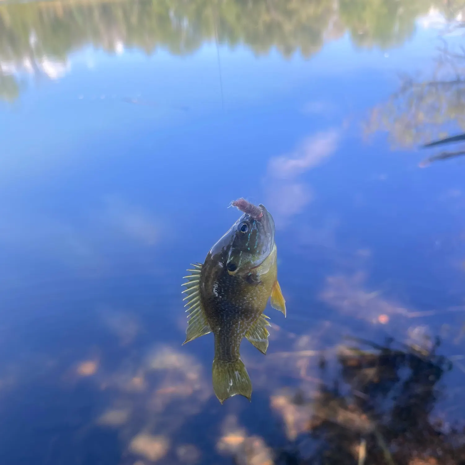 Green sunfish caught on Fishbrain