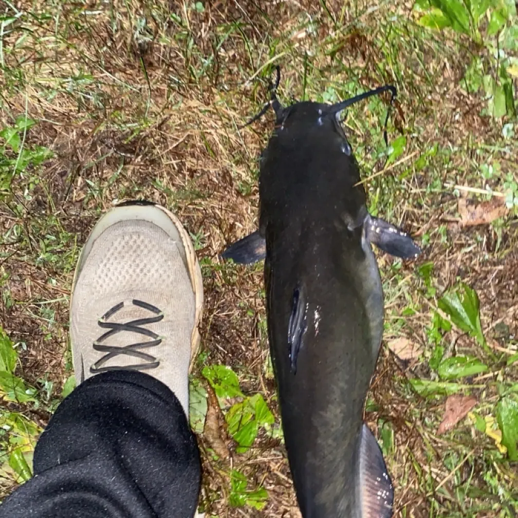 Channel catfish caught on Fishbrain