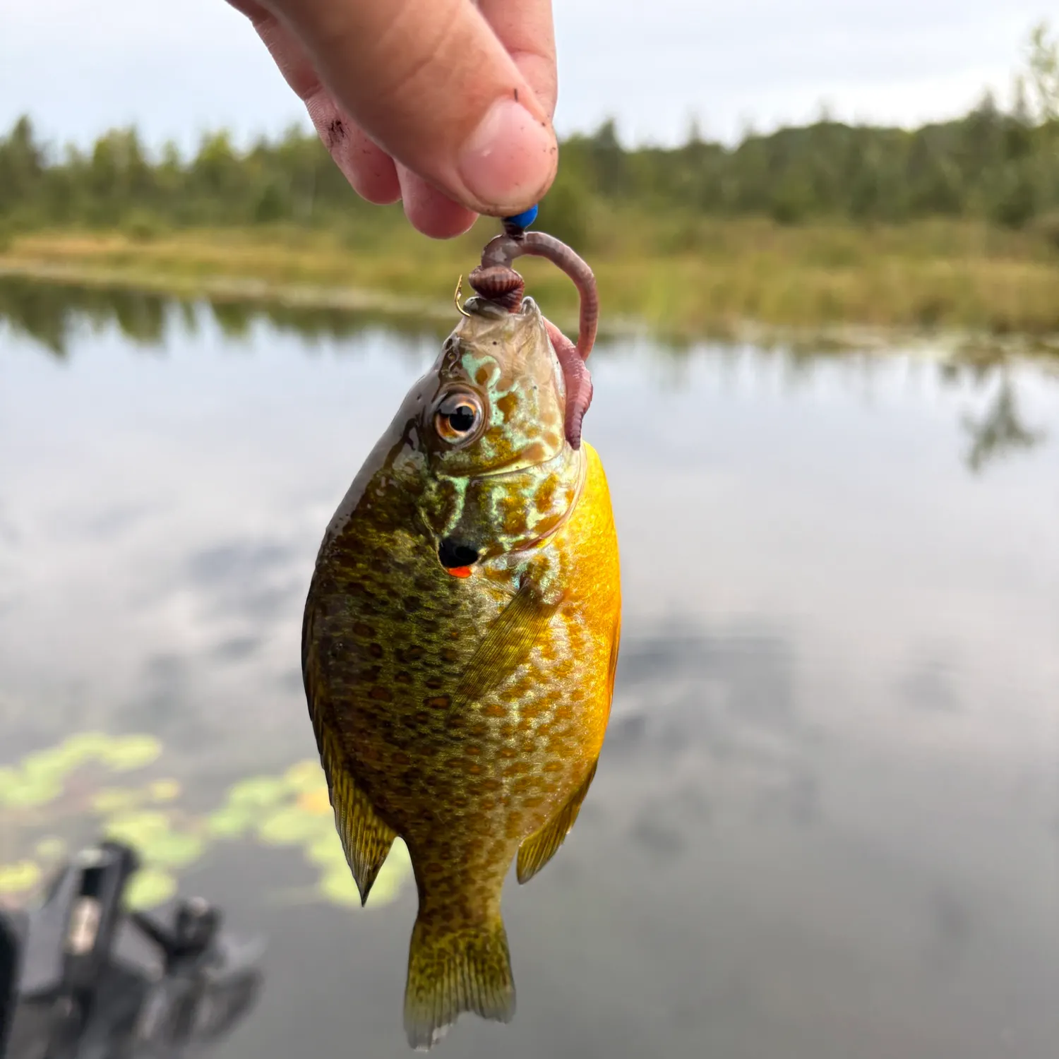 Pumpkinseed caught on Fishbrain