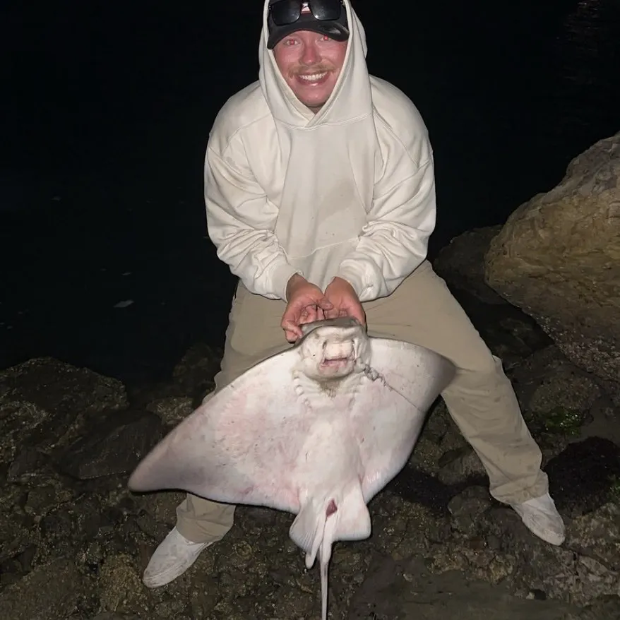 Bat eagle ray caught on Fishbrain