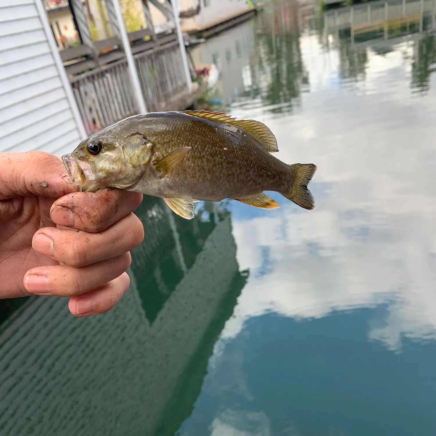 Smallmouth bass caught on Fishbrain