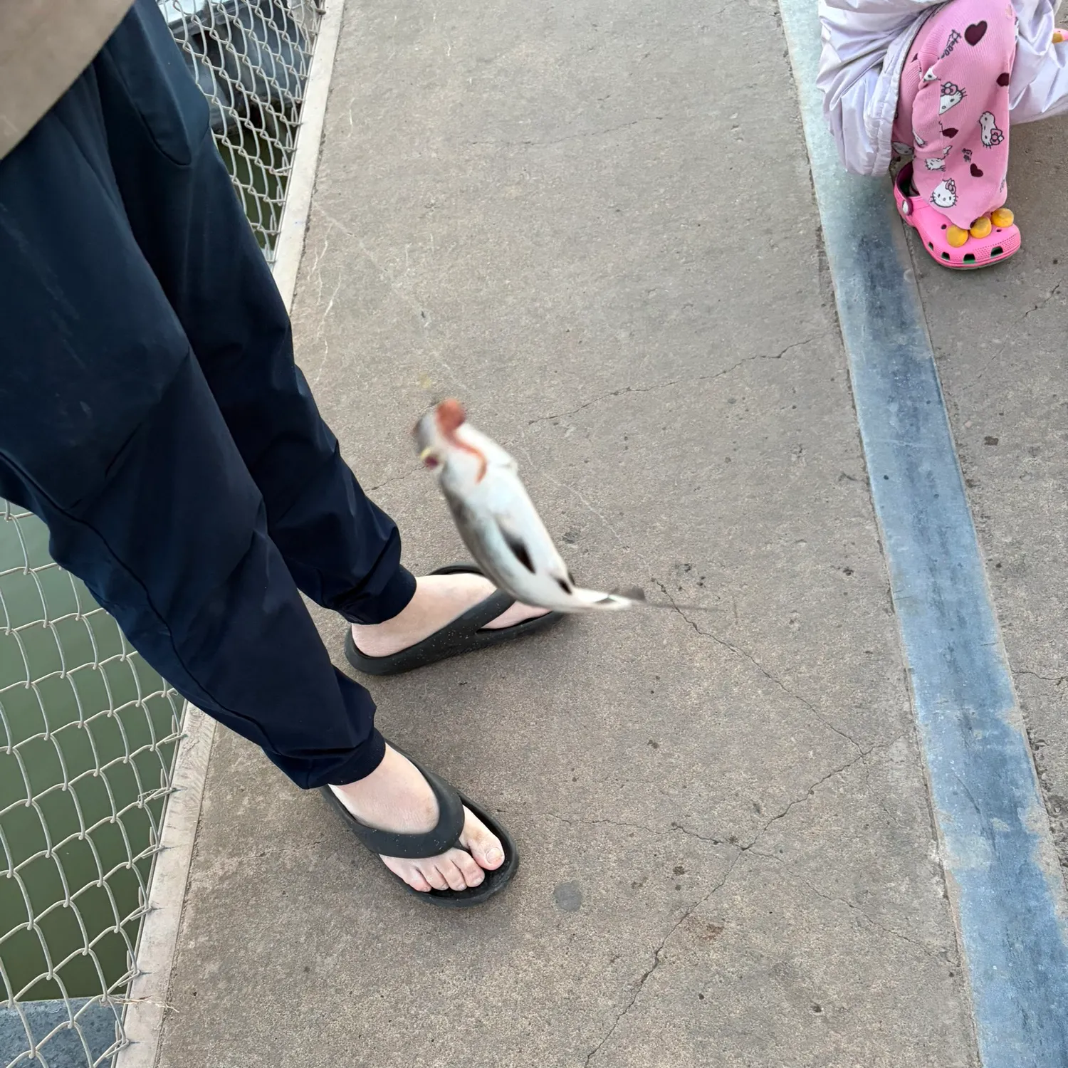 The most recent Freshwater drum catches on Fishbrain