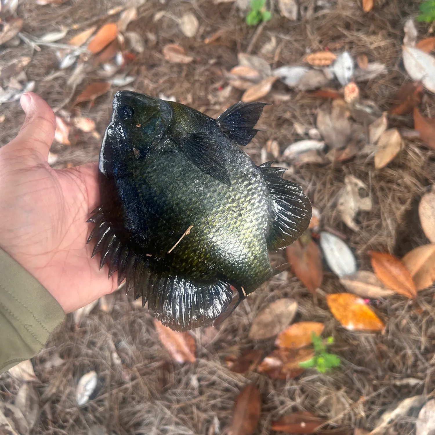 Fish caught on Fishbrain